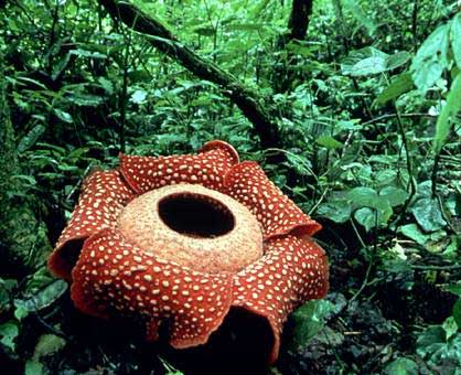 plants plant parasitic rafflesia rare la unusual